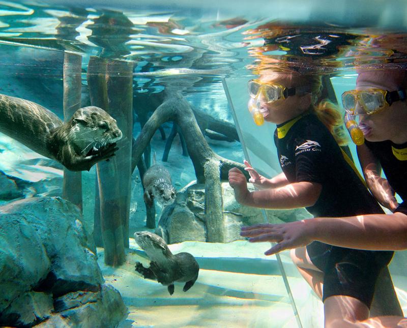 Discovery Cove Florida Water Park